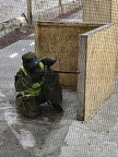 IMG 1861